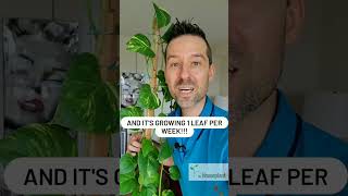 How To Grow 500 Leaves On A POTHOS [upl. by Hendry]