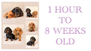 Dachshund puppies growing up From 1 hour to 8 weeks [upl. by Herbert]