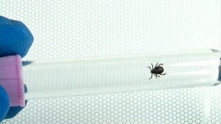 Mild Winter Extends Tick Season [upl. by Seften]