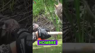 Estaba herido en medio de un lago hasta que 😢😢 reflexiones animales historiareal rescate [upl. by Kletter]