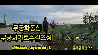 무궁화동산 무궁화가로수길Hibiscus syriacus L 24 10 21 [upl. by Egiarc]