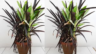 Caring for repotting and propagating the Cast iron plant and Phormium black [upl. by Kcirtap281]