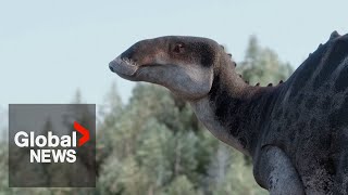 Duckbilled dinosaur roamed Chile 72 million years ago scientists discover [upl. by Yesoj]