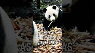 🐼 What Do Pandas Really Eat The Surprising Truth About Their Diet 🎋 [upl. by Darelle]