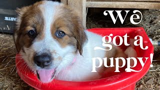 Getting our Karakachan Livestock Guardian Dog [upl. by Mulry]