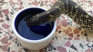 Kingsnake drinks water after shed Βασιλικό φίδι πίνει νερό μετά την έκδυση [upl. by Attenad]