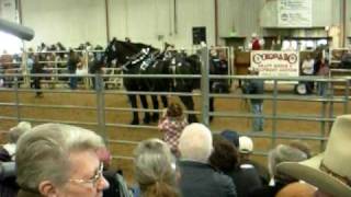 Monster Horses at Harley Troyers Draft Horse Auction [upl. by Noseaj]