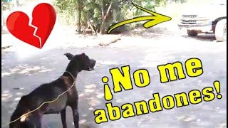 ¡NUNCA LE HAGAS ESTO A TU PERRO “Su dueño lo abandono pero su perro nunca dejo de amarlo” [upl. by Azerila]