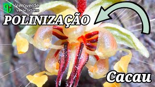 TUDO SOBRE POLINIZAÇÃO DA FLOR DO CACAU [upl. by Irrak12]