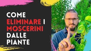 Come ELIMINARE i MOSCERINI neri dalle Piante DEFINITIVAMENTE [upl. by Cherye]