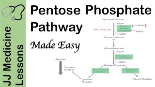 Pentose Phosphate Pathway  Regulation Purpose and Importance in Human Health [upl. by Stearns]