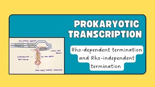 Prokaryotic transcription  Rhodependent termination  Rhoindependent termination [upl. by Noram]