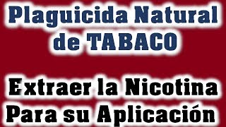 Como hacer Insecticida de Tabaco 2 trucos para extraer la Nicotina contra PlagasEl ratillo JV [upl. by Belinda]