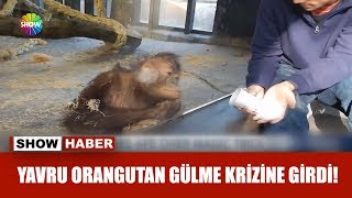 Yavru orangutan gülme krizine girdi [upl. by Attenreb]