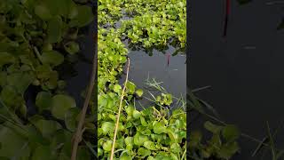 The best way to hook fishing in pond Part1032 shorts [upl. by Jodee]