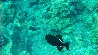 Snorkeling at Molokini Crater in Maui Hawaii NCL Pride of America Cruise [upl. by Isleen327]