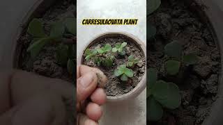 Carresulaovata plant growthgarden succulents plants houseplant youtubeshort [upl. by Beare]