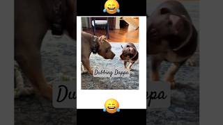 Funny Dog Mind Voice funny dog comedy shortsfeed shorts funnyanimals dubbingdappa animals [upl. by Hamaso488]