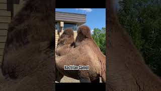 Bactrian Camel music [upl. by Arahd227]