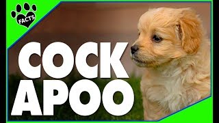 Top 10 Cockapoo Facts  Cocker Spaniel Poodle Mix Designer Dogs 101 [upl. by Yendis]