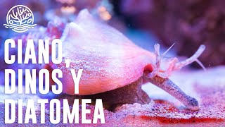 Cómo ELIMINAR Cianobacteria diatomea y dinoflagenados🪸 [upl. by Broder785]