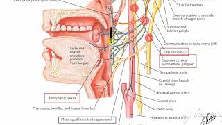 Pharyngeal Pluxes [upl. by Jessen]