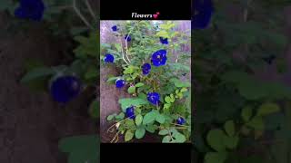 viral flower lyrics💓youtubeshorts viralshort shortsfeed love flowerlover creator gardening [upl. by Arramas]