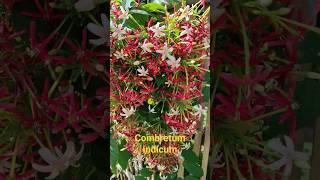 Combretum indicum medicinal plant [upl. by Dacie194]