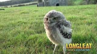 Keeper Cares for Baby Burrowing Owls at Longleat [upl. by Aehsat]