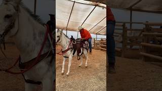 Prueba de mansedumbre para mulas burros y caballos Que hermosura de Macho [upl. by Araccot]