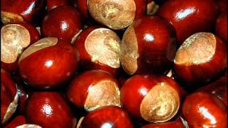 Conkers [upl. by Gareth]