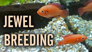 Red Jewel Cichlids Breeding in a Community Tank [upl. by Piotr]