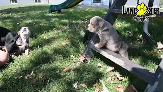 Wrinkly Olde English Bulldogge Puppies [upl. by Oak]