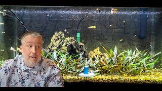 Has Youtube Ruined Aquarium Lighting [upl. by Renckens772]