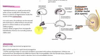 EMBRYO CULTURE AND EMBRYO RESCUE [upl. by Ellevart681]