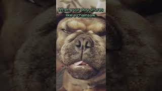 My Dog Snores Louder than a Chainsaw Leave a comment below cuteanimals bulldogfunny funnypets [upl. by Trotter99]