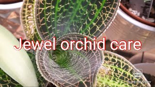 Jewel orchid care  Macodes Petola Sanderiana [upl. by Leodora959]