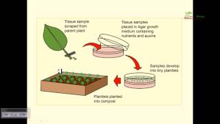 Plant tissue culture basics [upl. by Steinke]