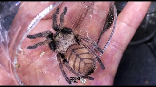 Lipat bahay ng x3 indian violet earth tiger tarantula Chilobrachys fimbriatus [upl. by Misti]