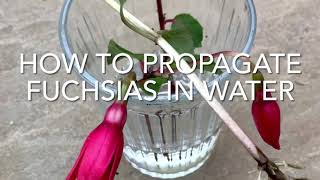 How To Propagate Fuchsias In Water Easy Fuchsia Cuttings Plant Propagation [upl. by Asilehs]