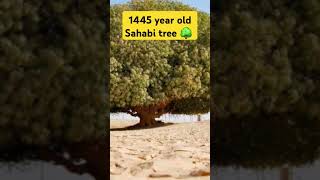 sahabi tree 1945 year old tree 🌳 shorts facts shortsfeed islamic status Islamichistory [upl. by Leahcimsemaj]