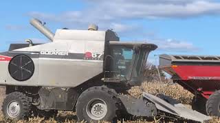 Gleaner S67  Massey Ferguson   Unverferth 1050 Corn Harvest 2024 harvestchaser [upl. by Hgielrebma]