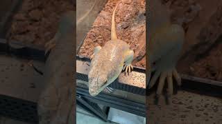 Schneider’s Skinks are the happiest lizards EVER 🥰 skink reptiles animalshorts [upl. by Rayford]