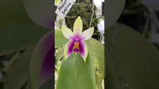 Anggrek phalaenopsis tanaman anggrek plants orchid [upl. by Hasila272]