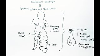 Wuchereria bancrofti Lifecycle in Hindi  Wuchereria bancrofti Lymphatic Filariasis Elephantiasis [upl. by Sivaj]