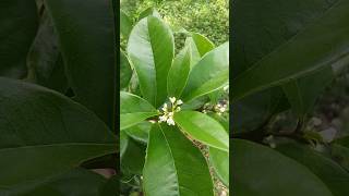 Osmanthus Fragrans Gardens and Palms [upl. by Ted]