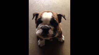 Bulldog Puppy Barking [upl. by Konikow]