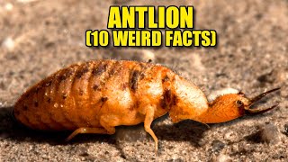 Antlion 🦁 10 FACTS You NEVER KNEW [upl. by Iva]