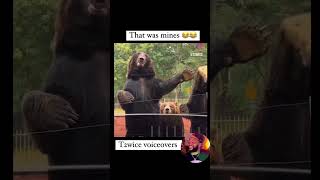 That was mine🤣🤣funny yt ytviral fyp fypシ゚viral bears animals [upl. by Ellehsal]