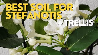 BEST SOIL for Madagascar Jasmine  Stephanotis Plant Care  Repotting with Trellis [upl. by Cuyler]